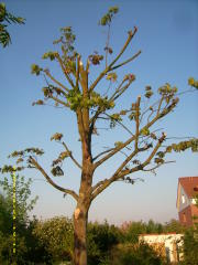 kastrierter Baum in Suderburg